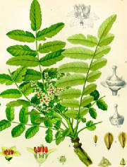 boswelliasacra.jpg