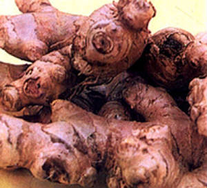 gingeroot.jpg