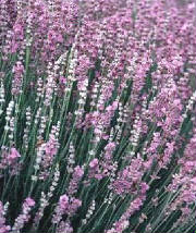 lavandula.jpg