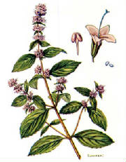 menthapiperita.jpg