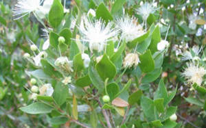 myrtuscommunis.jpg