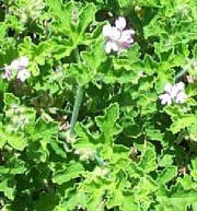pelargoniumgraveolens1.jpg