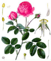 rosacentifolia2.jpg