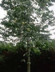 ylangylangtree.jpg