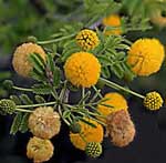acaciafarnesiana.jpg