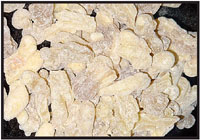 boswelliasacra1.jpg