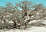 boswelliasacra2.jpg