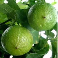 citrusbergamia.jpg