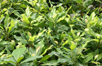 cloveplant.jpg