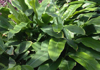 elettariacardamomum.jpg