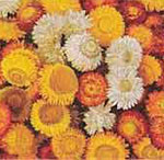 helichrysumangustifolium1.jpg
