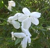 jasminegrandiflorum.jpg