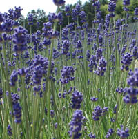 lavender.jpg