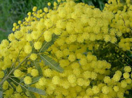 mimosa.jpg