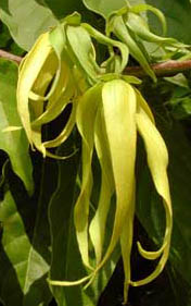 ylangylang.jpg